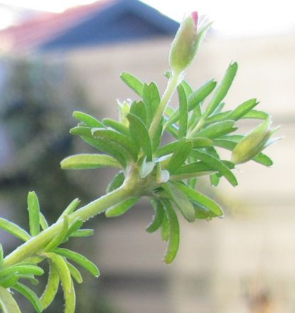 tenuifolia52