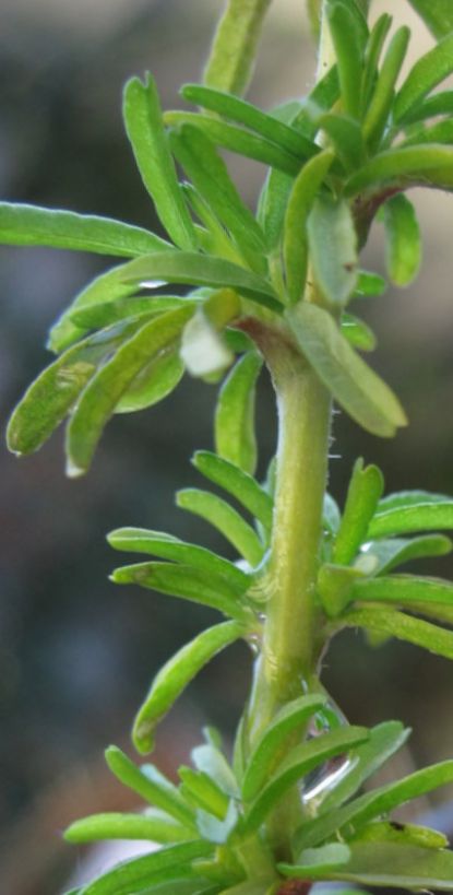 tenuifolia6