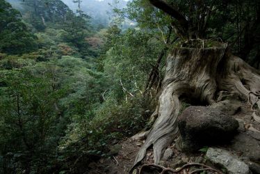 Woods of Japan 